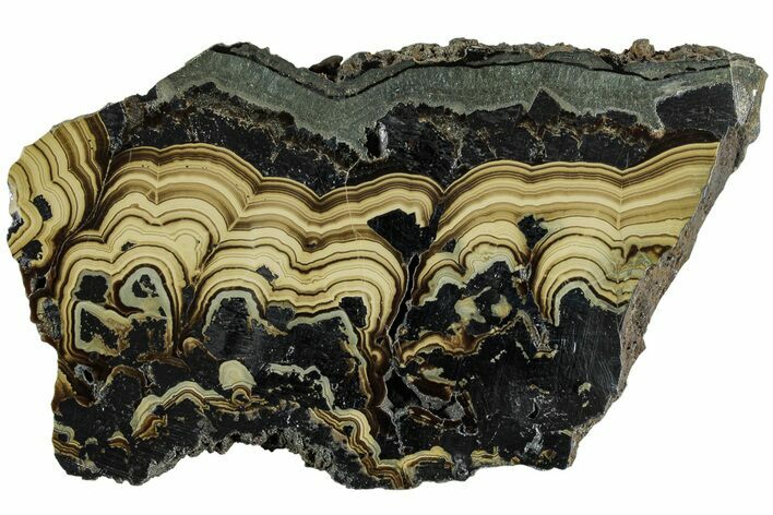 Polished Schalenblende Slice - Poland #228196